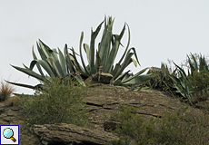 Amerikanische Agave (Agave americana), Beschreibung folgt
