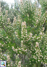 Baum-Heide (Erica arborea), Beschreibung folgt