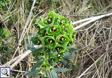 Palisaden-Wolfsmilch (Euphorbia characias), Beschreibung folgt
