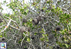 Kermes-Eiche (Kermes Oak, Quercus coccifera)