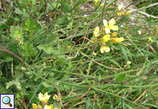Schmalblättriger Doppelsame (Diplotaxis tenuifolia), Beschreibung folgt