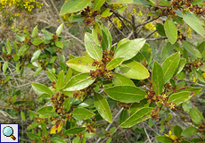 Stechpalmen-Kreuzdorn (Rhamnus alaternus), Beschreibung folgt
