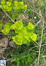 Gesägte Wolfsmilch (Euphorbia serrata), Beschreibung folgt
