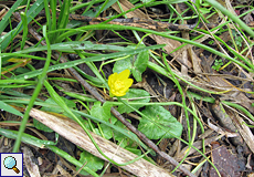 Scharbockskraut (Ranunculus ficaria), Beschreibung folgt