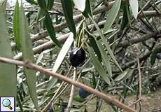 Ölbaum (Olive Tree, Olea europaea) 