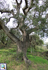 Korkeiche (Cork Oak, Quercus suber)
