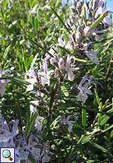 Rosmarin (Rosemary, Rosmarinus officinalis)