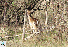 Damhirsch (Fallow Deer, Dama dama)