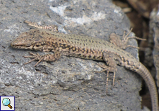 Spanische Mauereidechse (Iberian Wall Lizard, Podarcis hispanica)