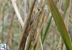 Unbestimmte Falterart Nr. 1