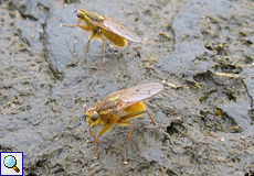 Gelbe Dungfliege (Common Yellow Dung Fly, Scathophaga stercoraria)