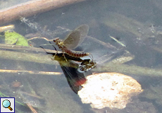 Eintagsfliege (Art unbestimmt)