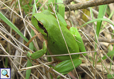 Mittelmeer-Laubfrosch (Mediterranean Treefrog, Hyla meridionalis)