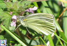Rapsweißling (Green-veined White, Pieris napi)