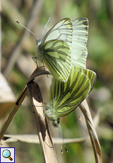 Rapsweißling (Green-veined White, Pieris napi)