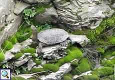 Spanische Wasserschildkröte (Stripe-necked Terrapin, Mauremys leprosa)