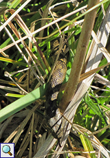 Vipernatter (Viperine Snake, Natrix maura)