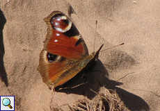 Tagpfauenauge (European Peacock, Aglais io oder Aglais io)