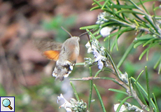 Taubenschwänzchen (Hummingbird Hawk-moth, Macroglossum stellatarum)