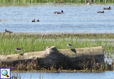 Alpenstrandläufer (Dunlin, Calidris alpina)