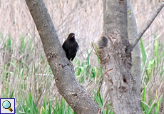 Männliche Amsel (Blackbird, Turdus merula)