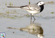 Männliche Bachstelze (White Wagtail, Motacilla alba) 