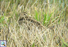 Bekassine (Common Snipe, Gallinago gallinago)