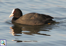 Blässhuhn (Black Coot, Fulica atra)