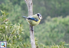 Blaumeise (Blue Tit, Cyanistes caeruleus)