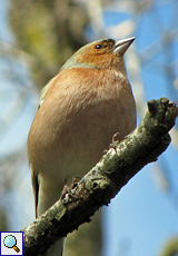 Buchfink (Chaffinch, Fringilla coelebs)