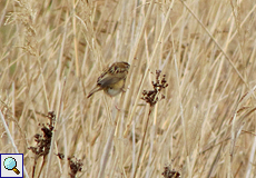 Cistensänger (Zitting Cisticola, Cisticola juncidis)