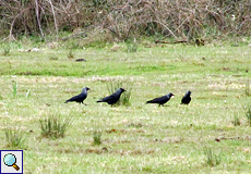 Dohle (Jackdaw, Corvus monedula)