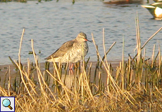 Dunkler Wasserläufer (Spotted Redshank, Tringa erythropus) 