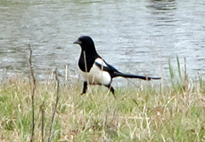 Elster (Eurasian Magpie, Pica pica) 