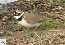 Flussregenpfeifer (Little Ringed Plover, Charadrius dubius)