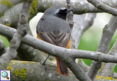 Männlicher Gartenrotschwanz (Common Redstart, Phoenicurus phoenicurus)