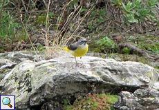 Gebirgsstelze (Grey Wagtail, Motacilla cinerea)