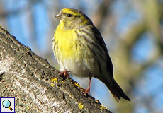 Girlitz (European Serin, Serinus serinus)