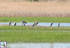 Graureiher (Grey Heron, Ardea cinerea cinerea)