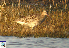 Großer Brachvogel (Western Curlew, Numenius arquata)