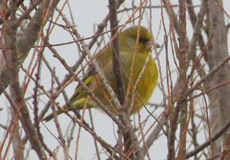 Grünfink (Western Greenfinch, Chloris chloris)