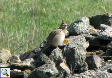 Haubenlerche (Crested Lark, Galerida cristata)