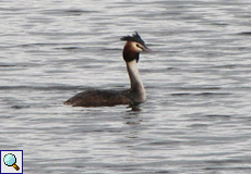  Haubentaucher (Great Crested Grebe, Podiceps cristatus)