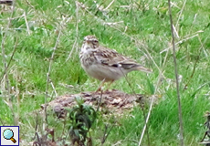 Heidelerche (Wood Lark, Lullula arborea)