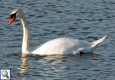Höckerschwan (Mute Swan, Cygnus olor)