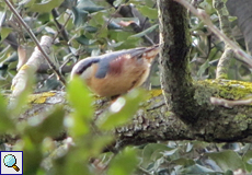 Kleiber (Eurasian Nuthatch, Sitta europaea)