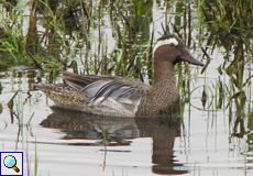 Männliche Knäkente (Garganey, Anas querquedula)