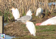 Korallenmöwe (Audouin's Gull, Larus audouinii)