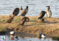 Kormorane(Great Cormorant, Phalacrocorax carbo carbo)