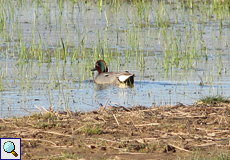 Männliche Krickente (Green-winged Teal, Anas crecca)